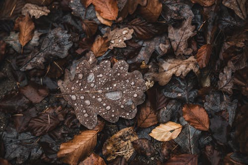 Foto d'estoc gratuïta de ah d'acord, caure, colors otoñales