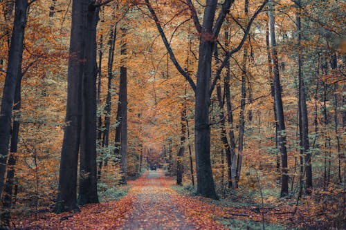 People Walking Dogs in Autumnal Park