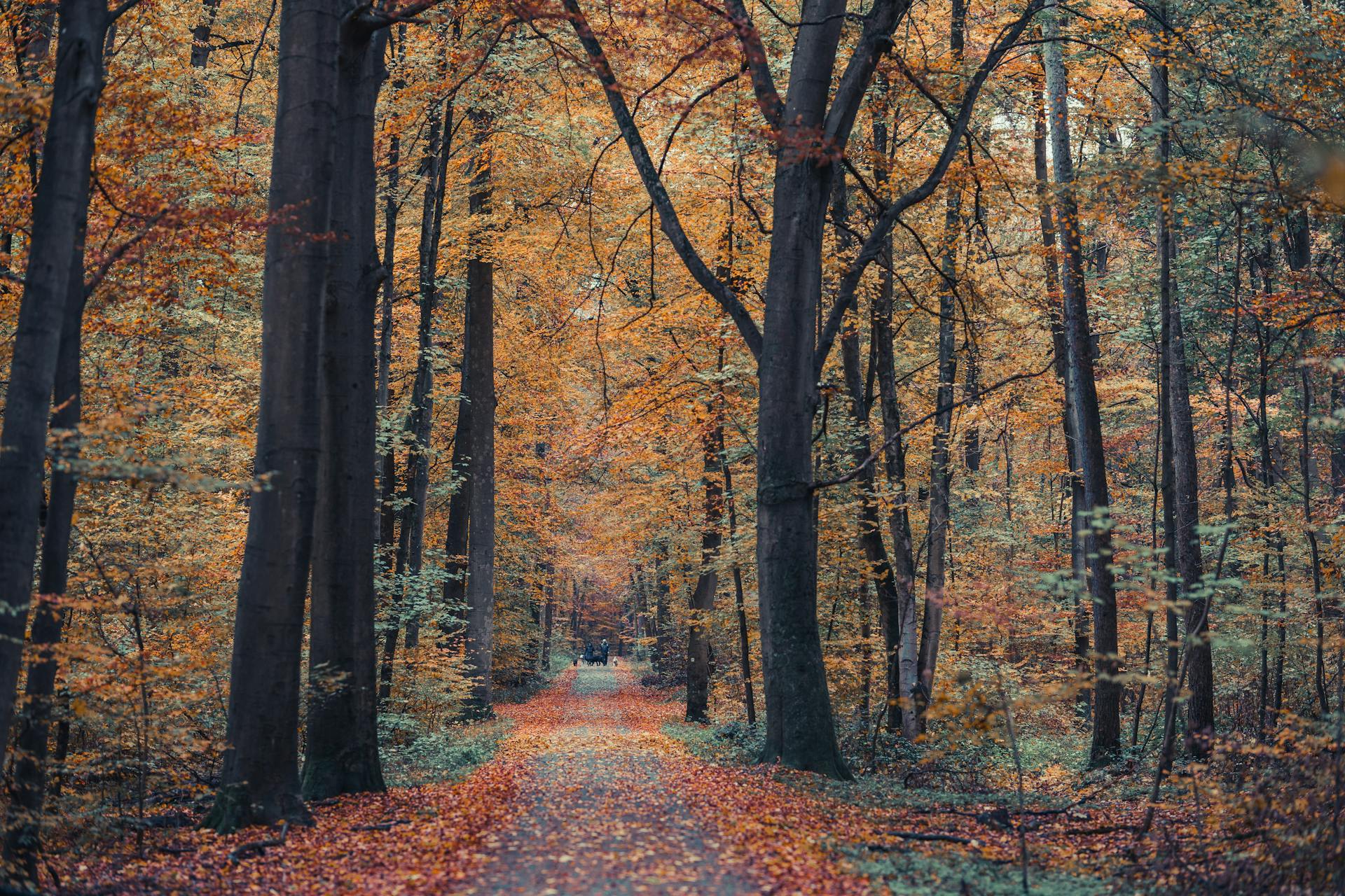 People Walking Dogs in Autumnal Park