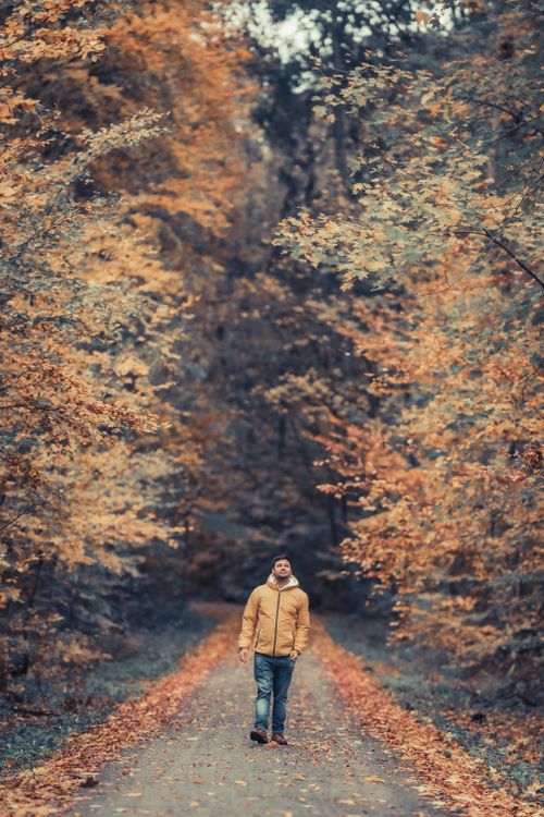 Free A man strolls through a vibrant autumn forest, surrounded by colorful leaves. Stock Photo