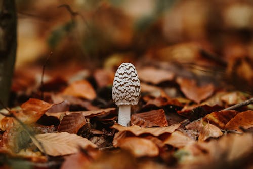 Mushroom in a Forest in Fall
