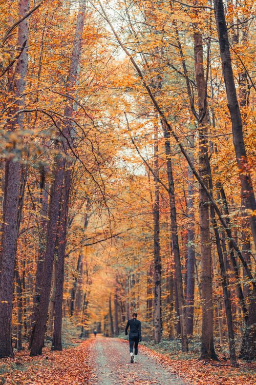 Free A person jogging down a picturesque autumn forest trail, surrounded by vibrant fall foliage. Stock Photo