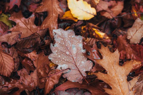 Wet Brown Autumnal Oak Leaves