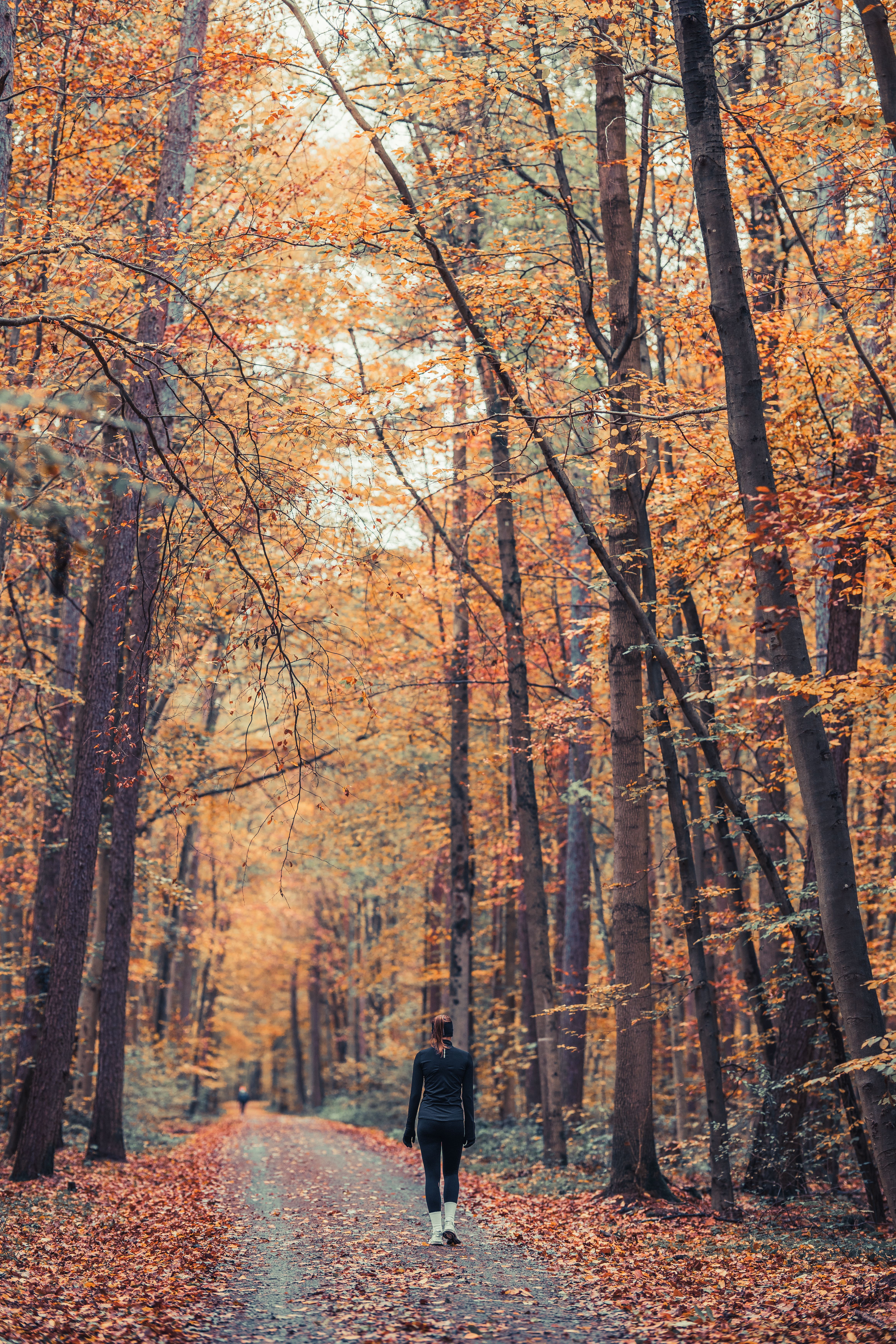 Woman Walking in Autumn Forest Full of Autumnal Leaves · Free Stock Photo