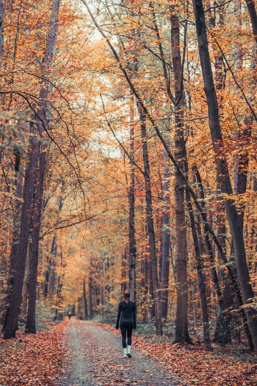 Free A woman walks along a serene forest path surrounded by vibrant fall foliage. Stock Photo