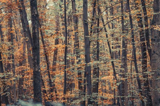 Serene autumn forest with vibrant foliage, showcasing nature's seasonal colors.