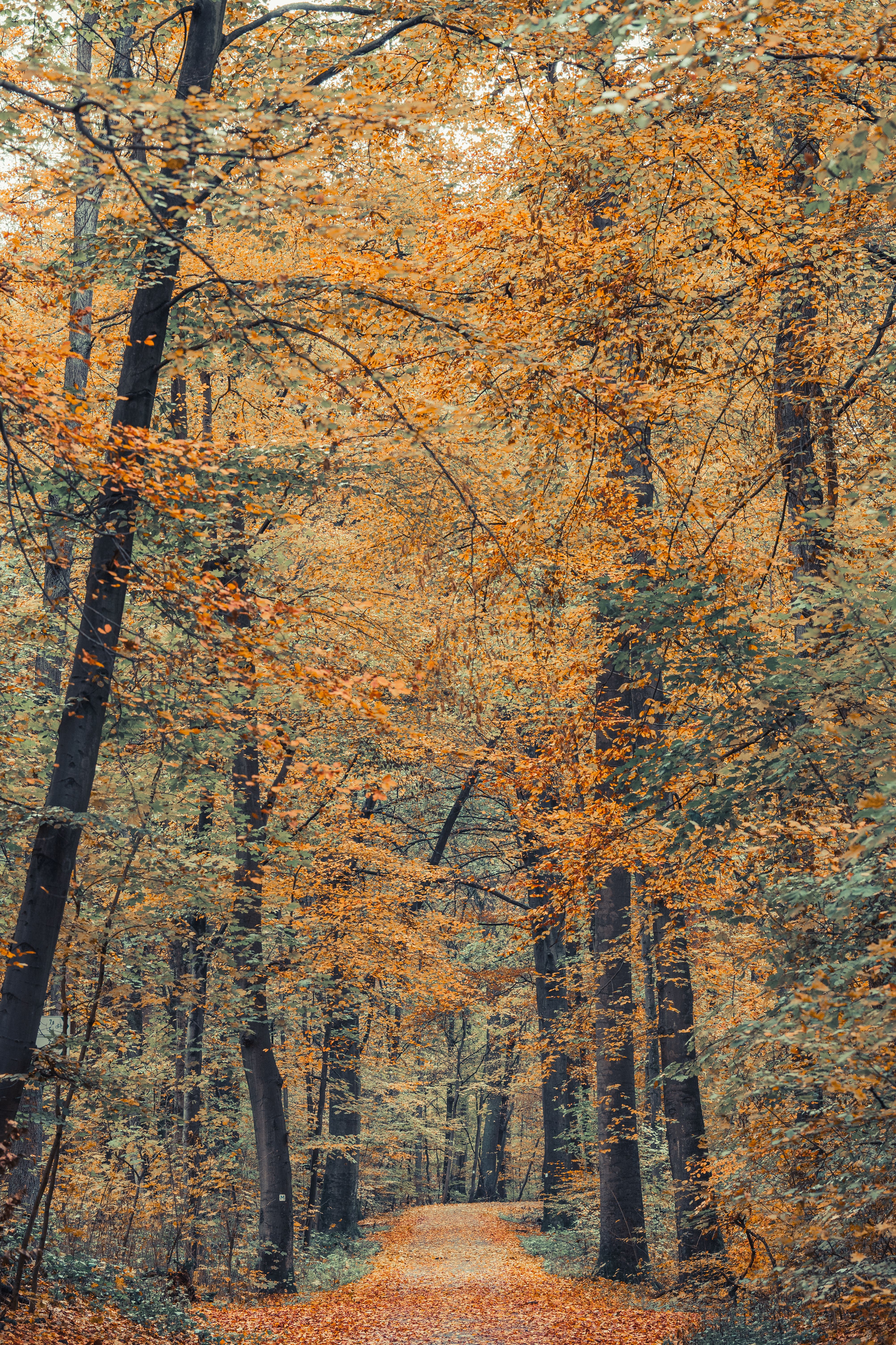 Serene autumn forest scene with a leaf-covered path surrounded by towering trees.
