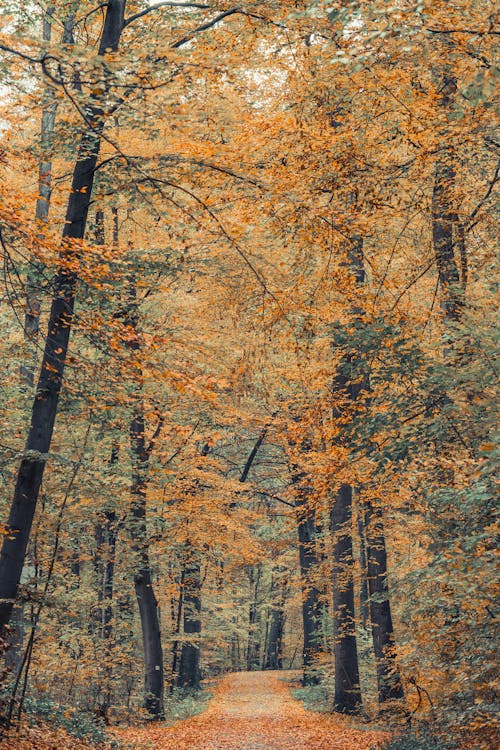 Безкоштовне стокове фото на тему «вертикальні постріл, дерева, листя»