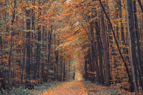 Free A tranquil autumn forest scene with a leaf-covered path, showcasing vibrant fall foliage. Stock Photo