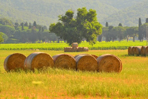 Darmowe zdjęcie z galerii z bela siana, kraj, maremma