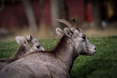 Free Two bighorn sheep relaxing on a grassy field in Radium Hot Springs, BC. Stock Photo