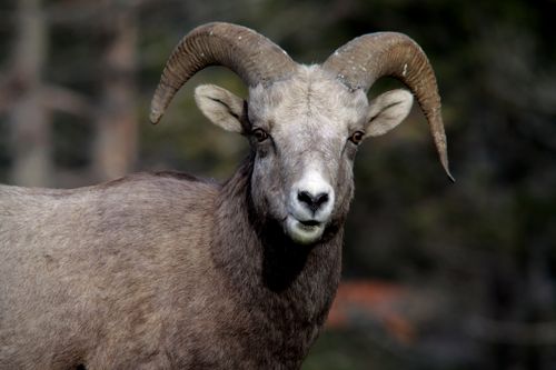 Free Close-up portrait of a Bighorn Sheep in Radium Hot Springs, BC, Canada. Stock Photo