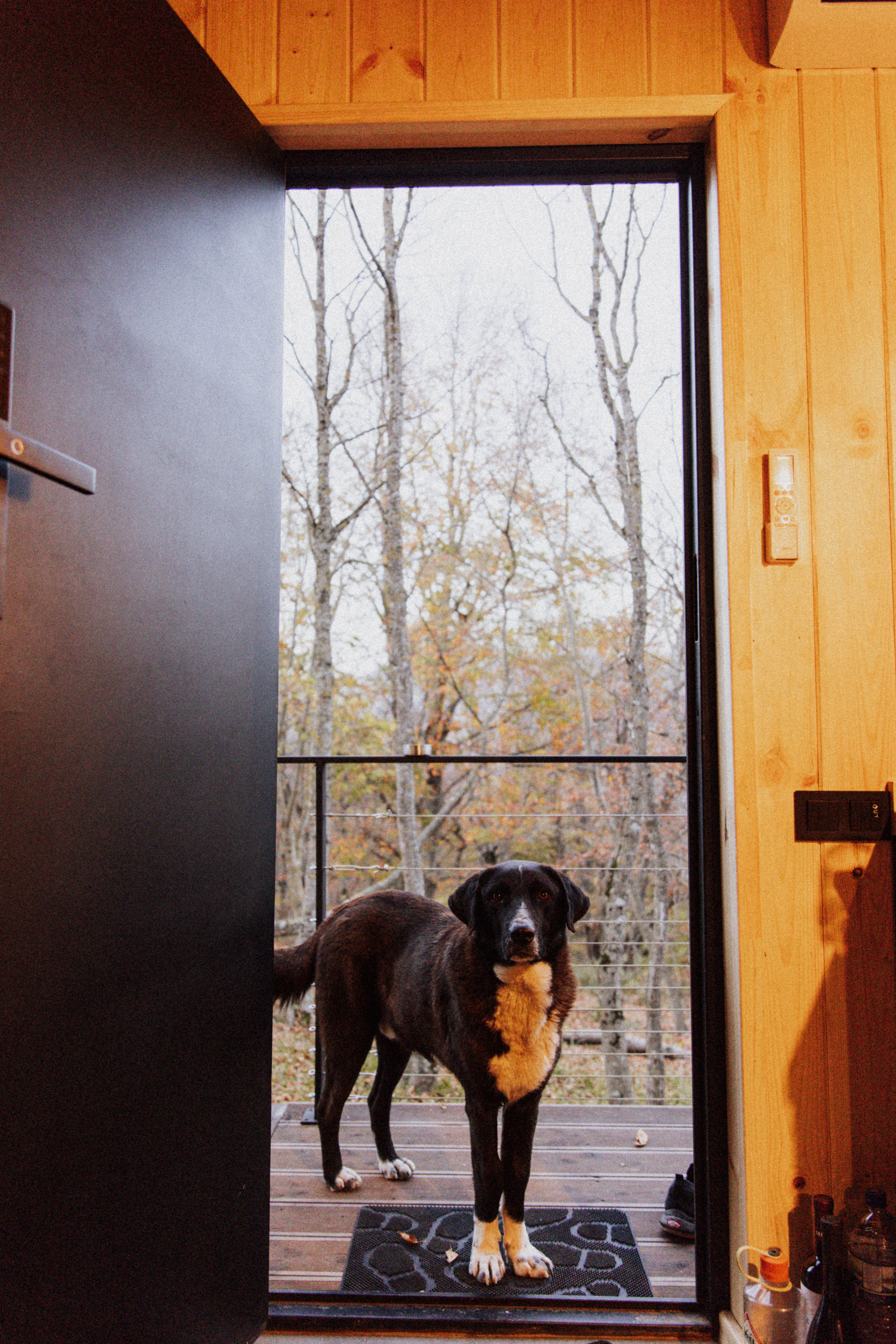 Shepherd dog at cabin entrance representing breed restriction awareness