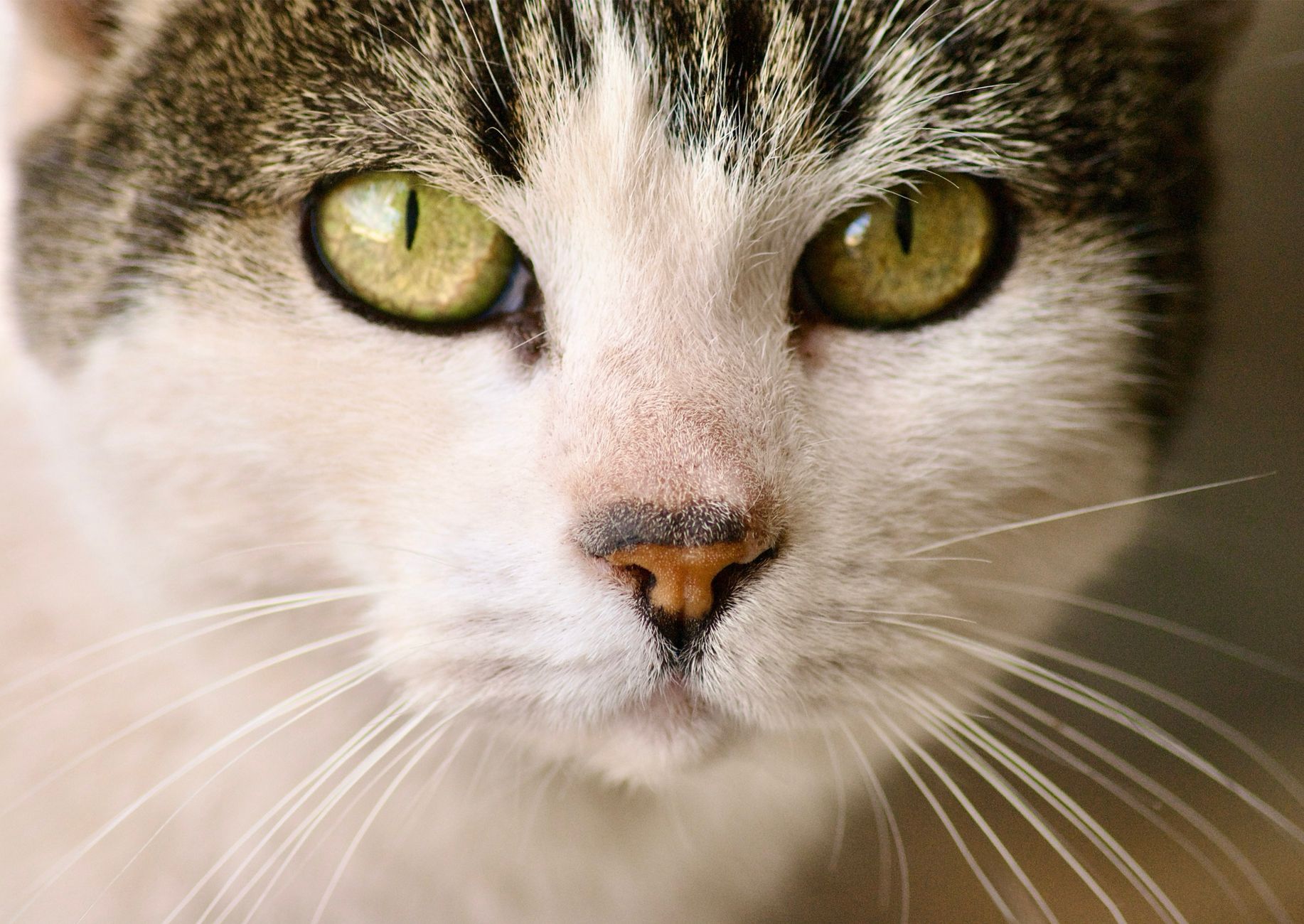 Veterinary care for a cat