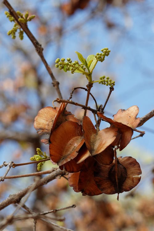 Foto d'estoc gratuïta de arbre, llavors de llavors, natura