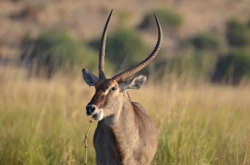 A Waterbuck on a Grass Field 