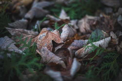 Free Detailed view of dried autumn leaves on a forest floor with green conifer needles. Stock Photo