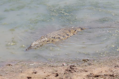 Kostnadsfri bild av alger, Krokodil, nalle krokodil