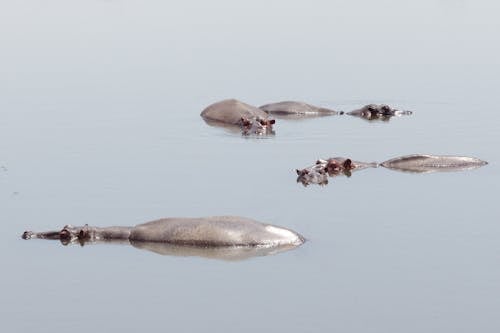 Kostnadsfri bild av djurfotografi, dold, flodhäst