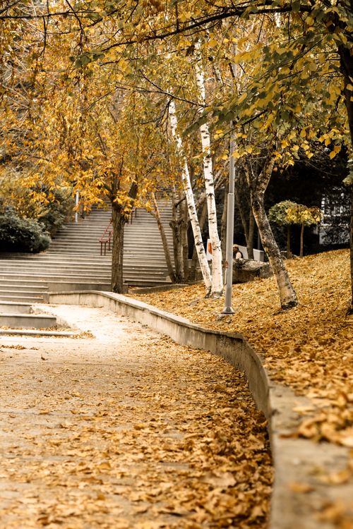 Free Autumn scene in a city park with steps and birch trees, showcasing vibrant fall colors. Stock Photo