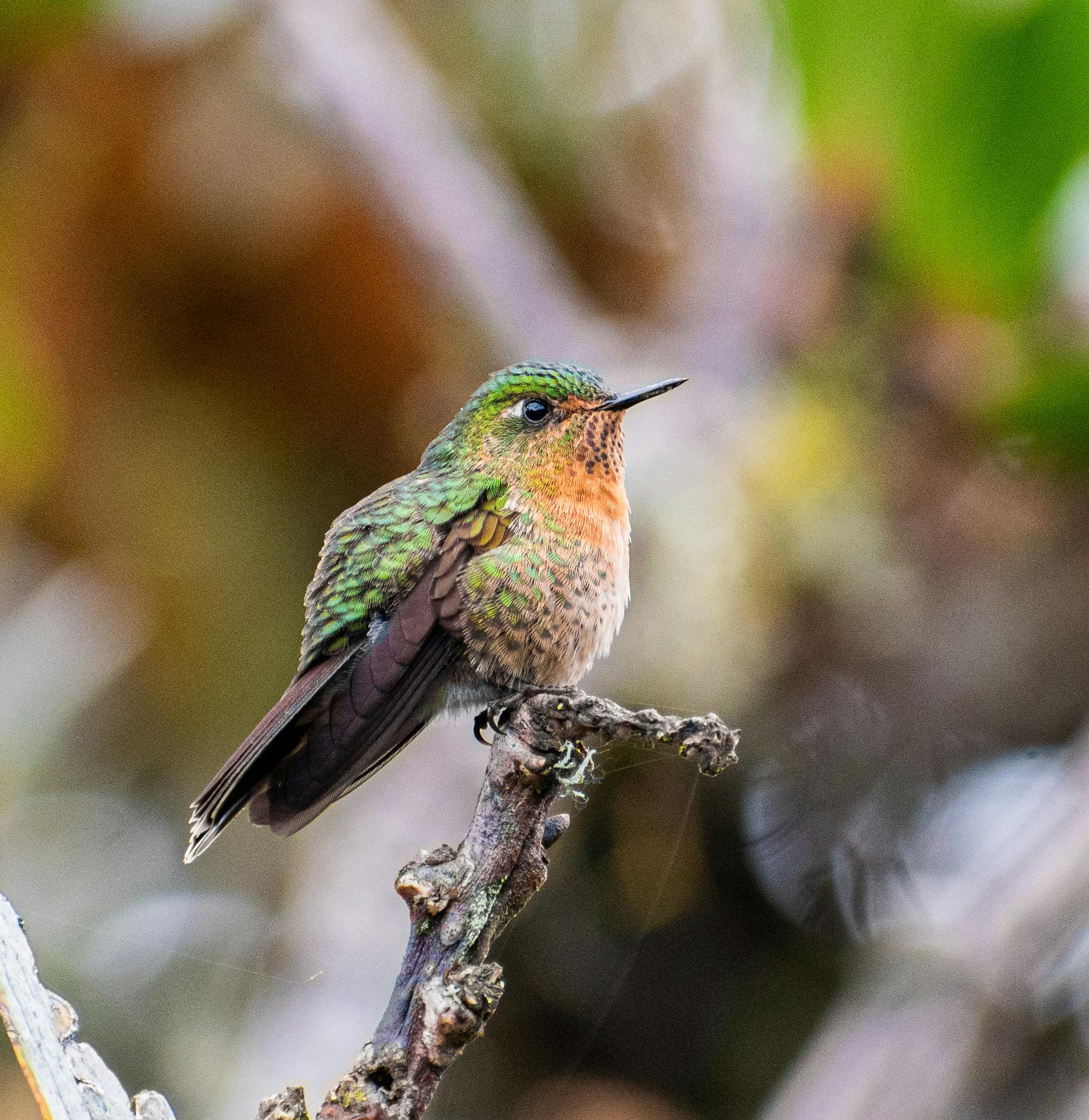 Vibrant hummingbird perched amidst natural habitat in Antioquia, Colombia.