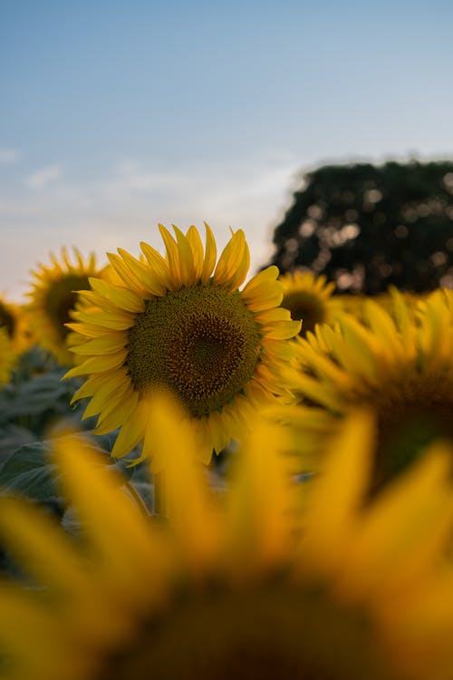 Close-up of Sunflowers on a Field 