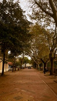 Charming autumn street scene in Kocaeli, Türkiye with falling leaves and lined trees.