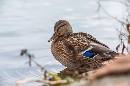 A duck is standing in the water near a rock
