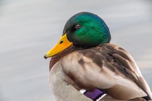A duck with a green beak and yellow eyes