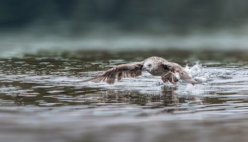 Fotobanka s bezplatnými fotkami na tému fotografie zvierat žijúcich vo voľnej prírode, jazero, lietanie