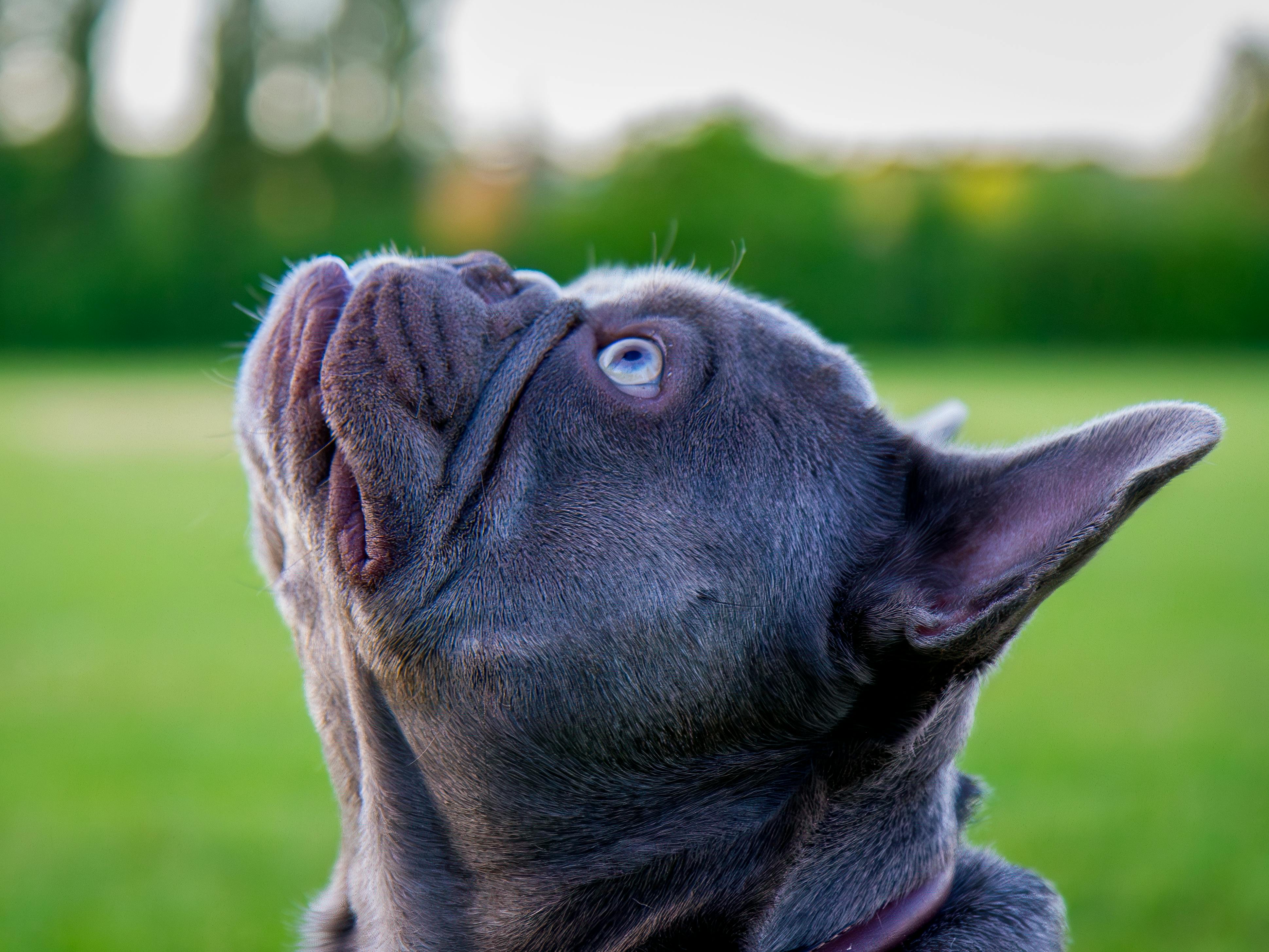 When Do French Bulldog Puppies’ Ears Stand Up A Guide to Ear