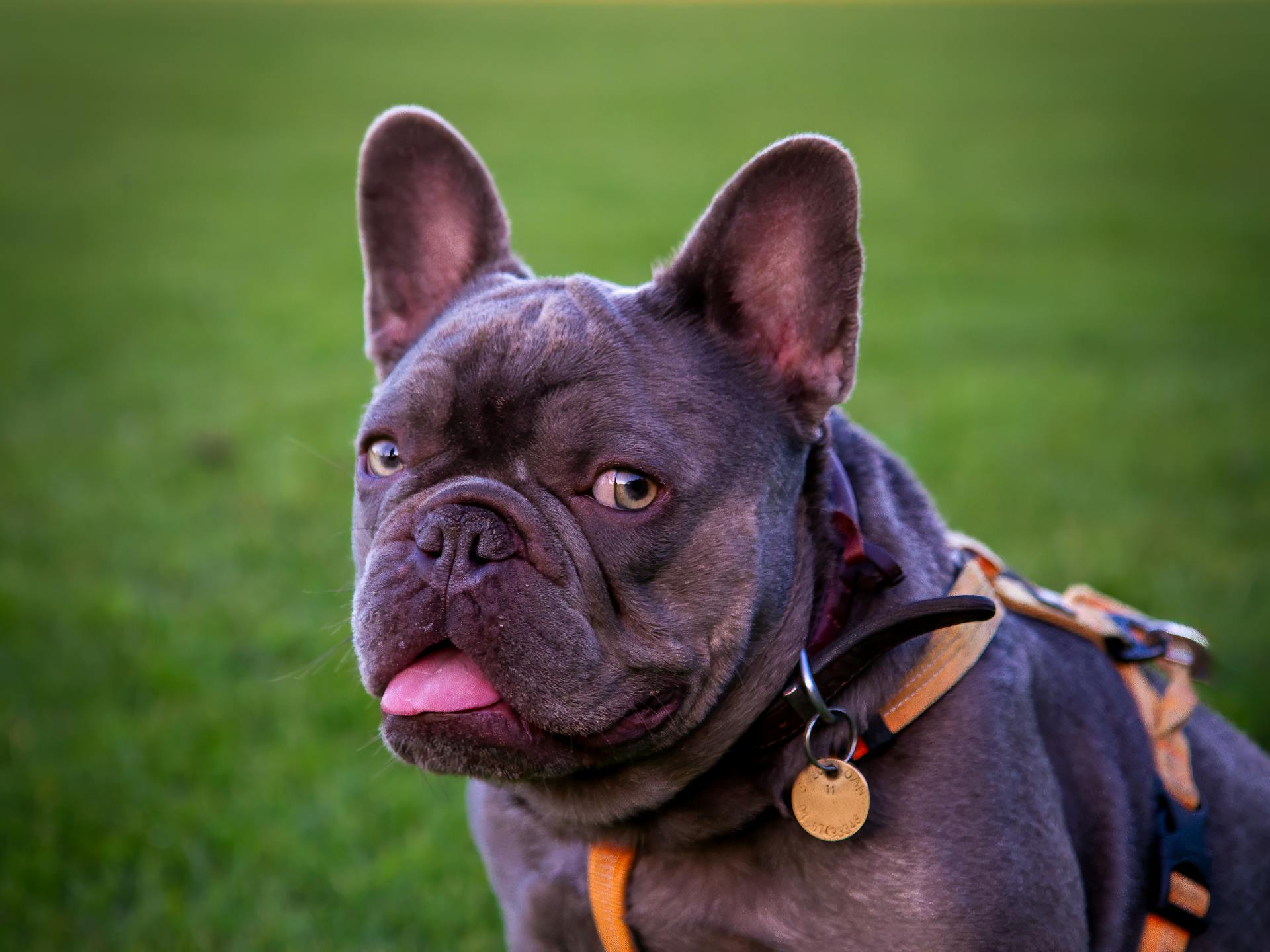 Close-up of a French Bulldog in a Park