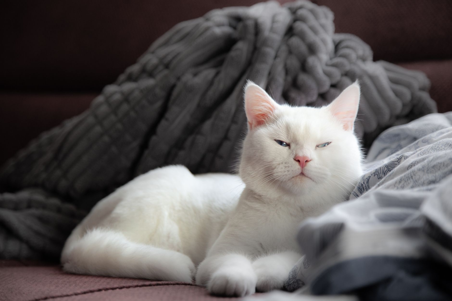 Turkish Shorthair