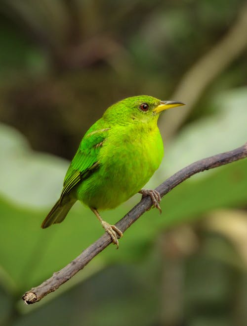 Small, Green Bird