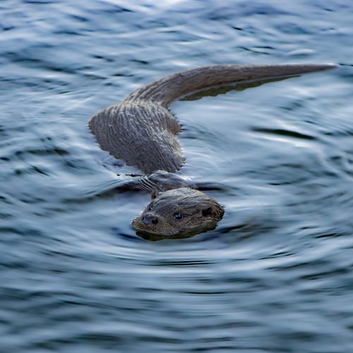 Free Close-up of a river otter gliding through calm waters, showcasing its sleek body. Stock Photo