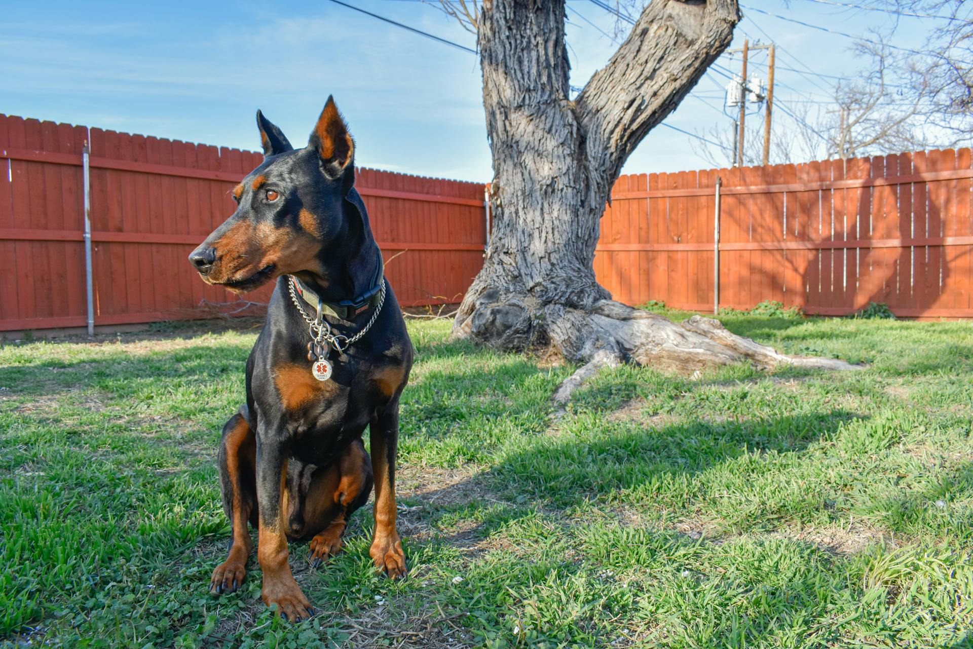 Dobermann som sitter på gräs