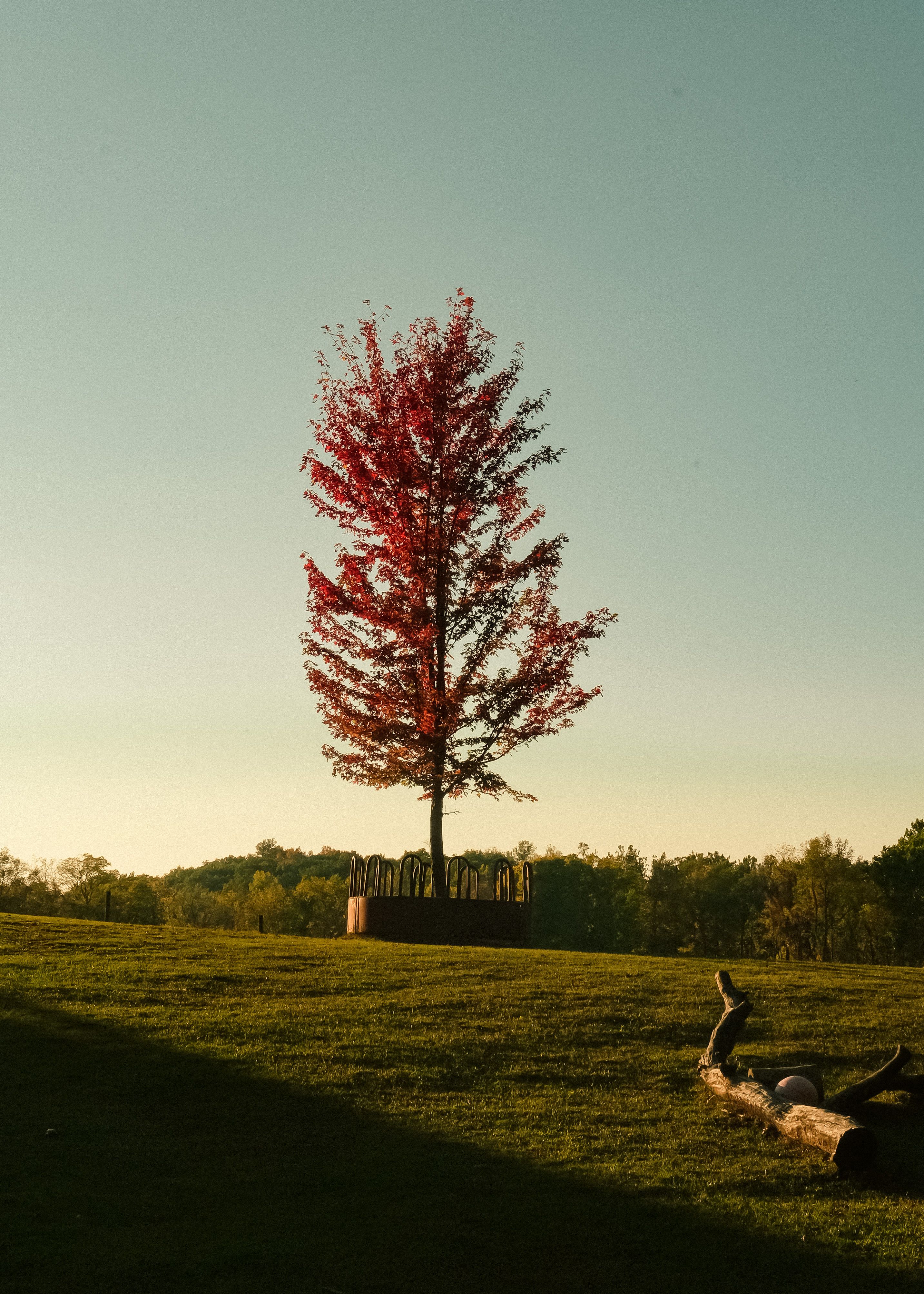 Park with a Red Autumn Tree · Free Stock Photo