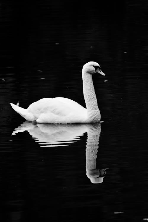 Black and White Photo of a Swan in the Water 