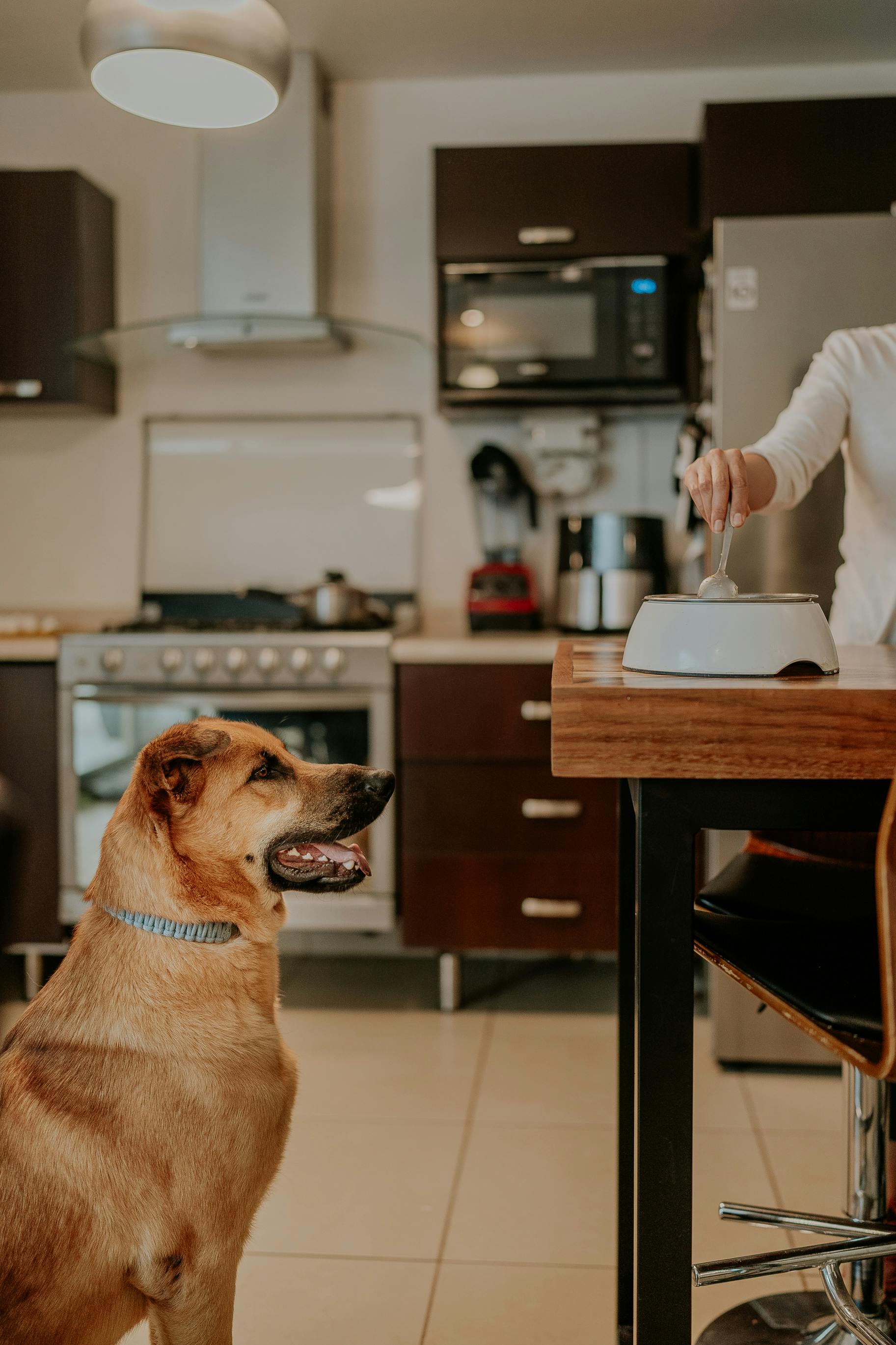 Dog sitting by the kitchen table