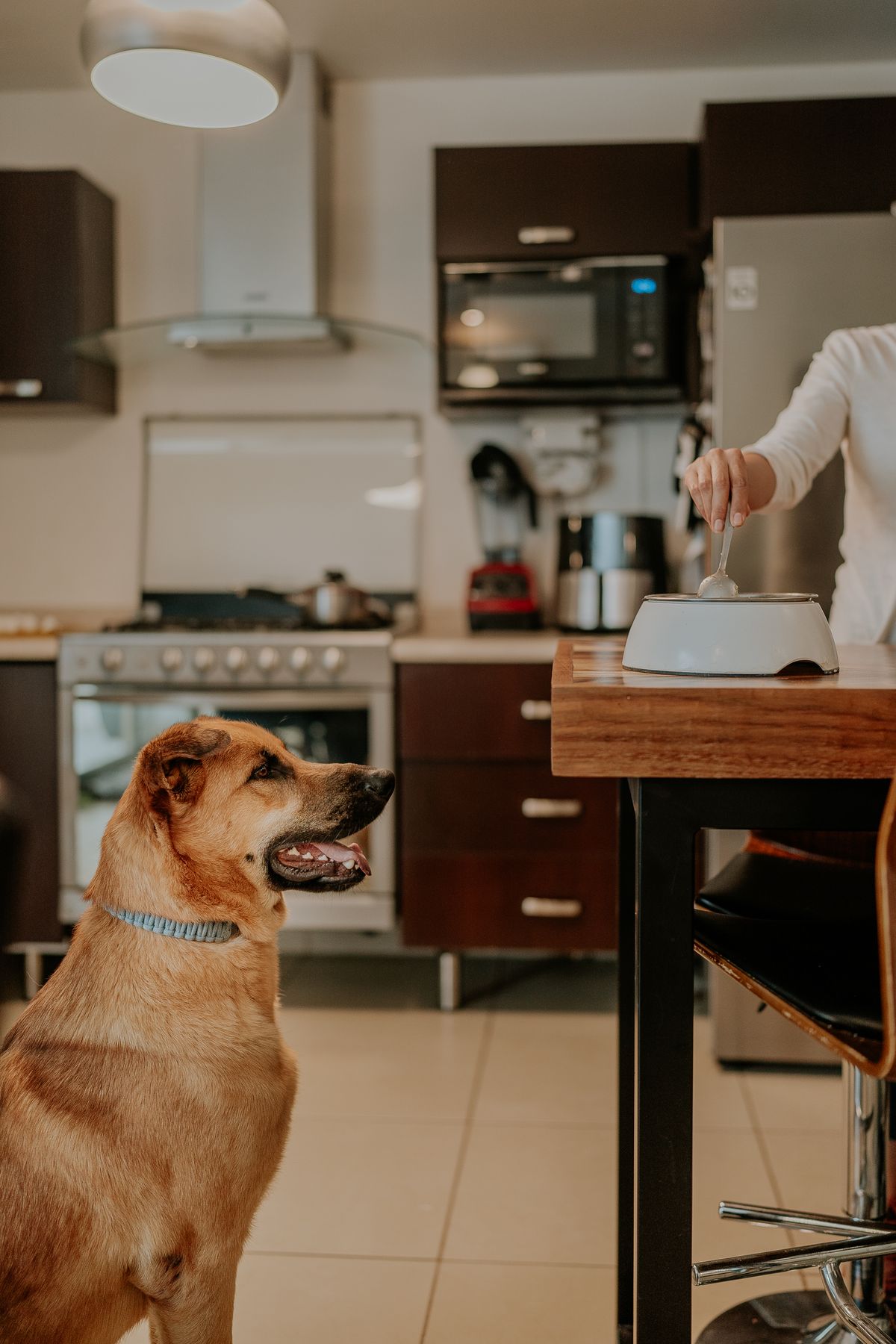 human foods dogs can eat uk — The Two Lists Are Not the Same Kind of List