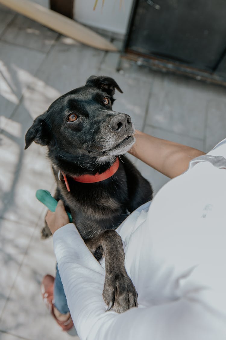 A Dog Standing On Two Paws And Leaning On A Man 