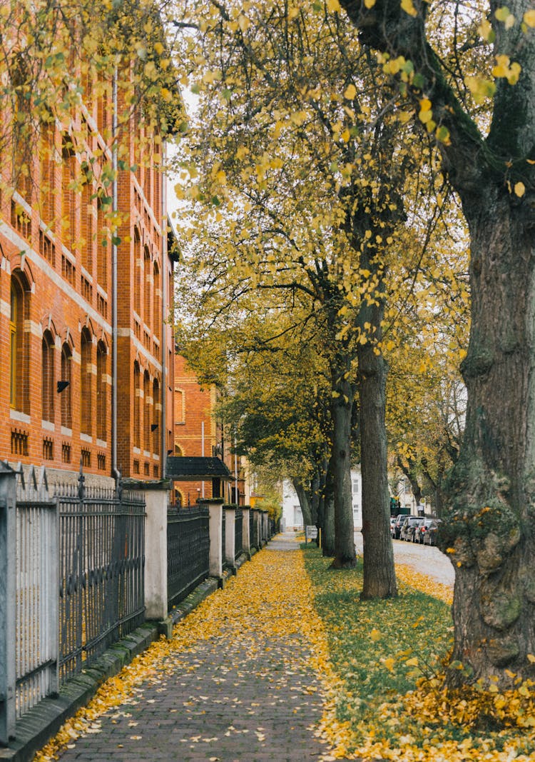 Pavement By Trees And City Buildings 