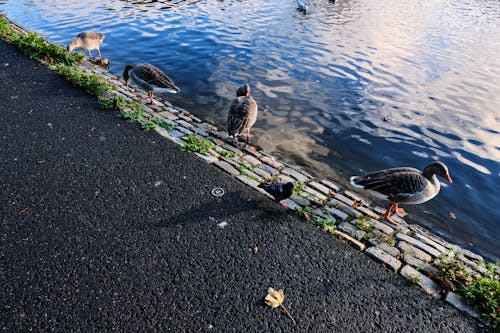 Geese on the Pavement by the Water 
