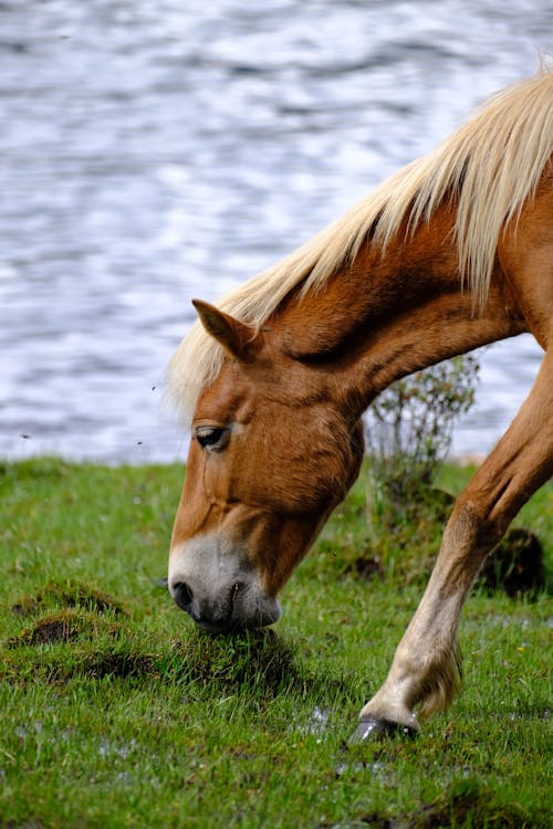 Fotos de stock gratuitas de agua, caballo, caballo marrón