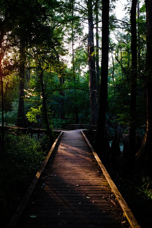 A wooden deck in a forest