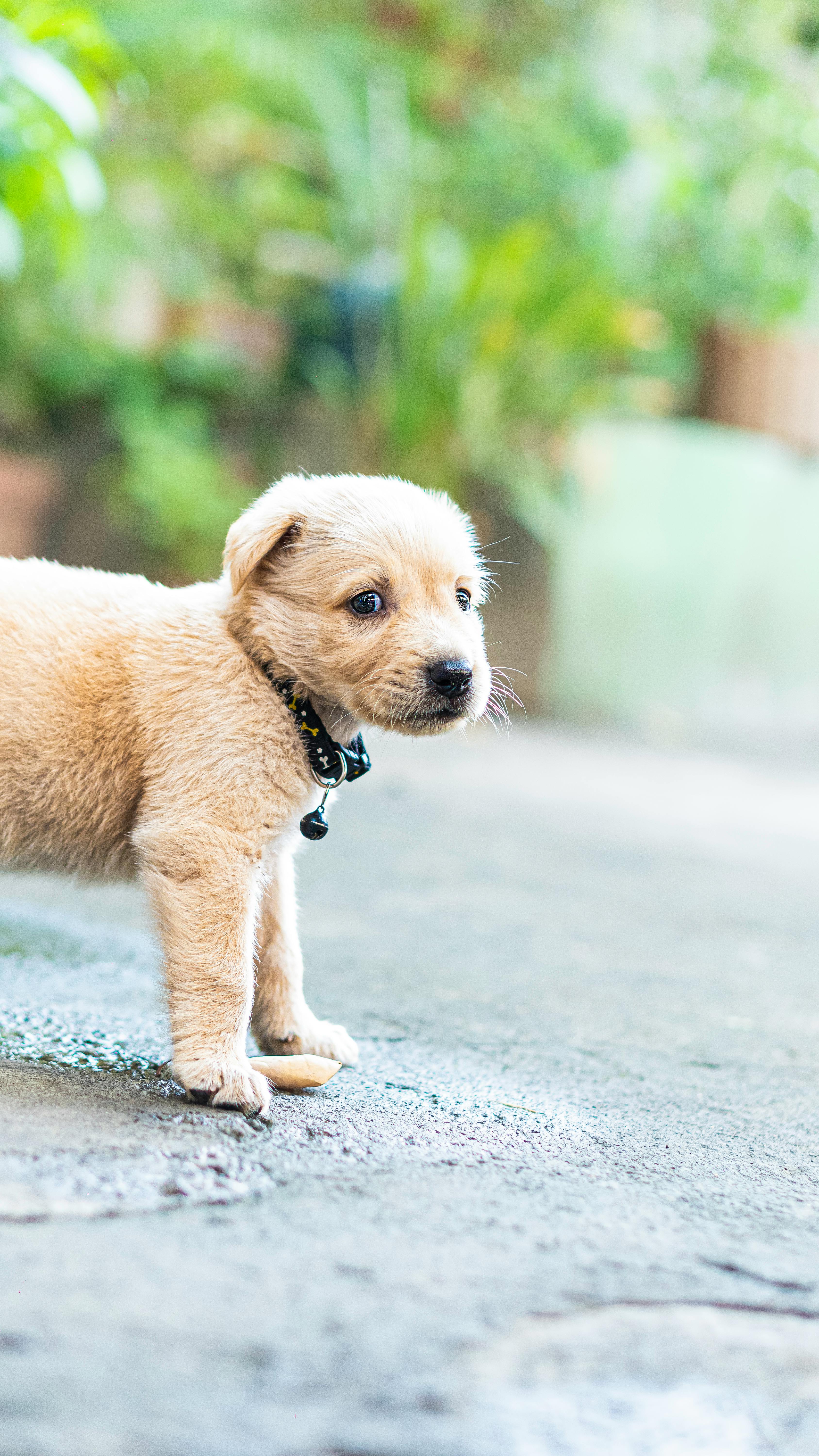 Why Do Dogs Have Wet Noses? Discover This Fascinating Secret! 7 Why Do Dogs’ Noses Get Wet? Exploring Environmental Factors and More
