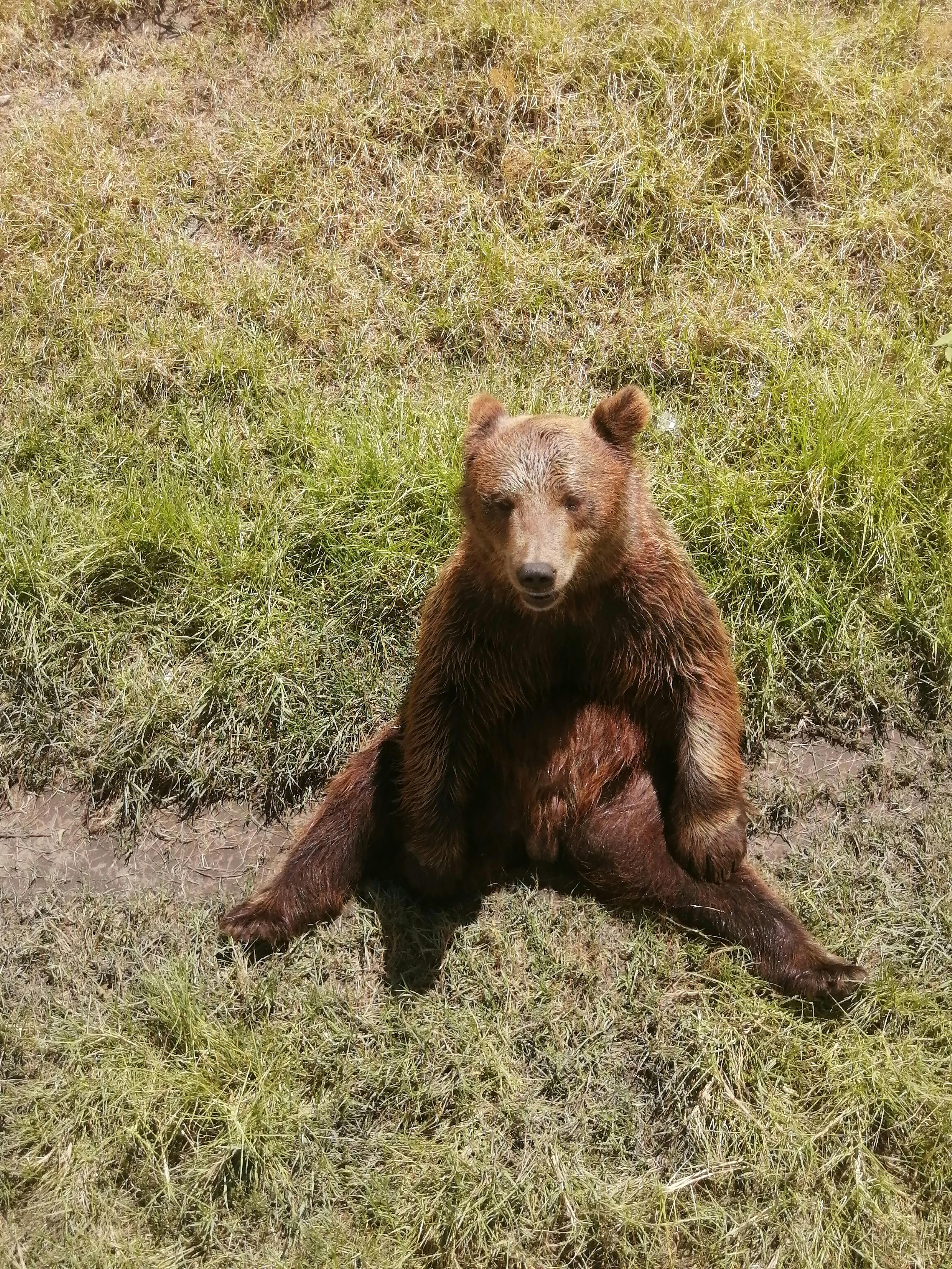 Bear Greg - Extended Vacation On Trantor