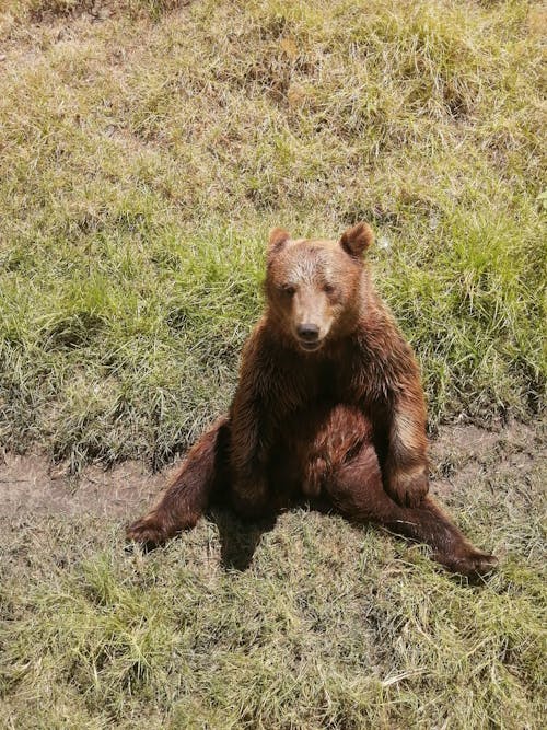 Gratis lagerfoto af bjørn, dyreliv, eng