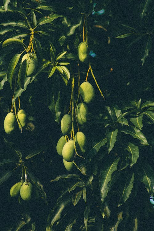 Fruits Growing on Tree Branches