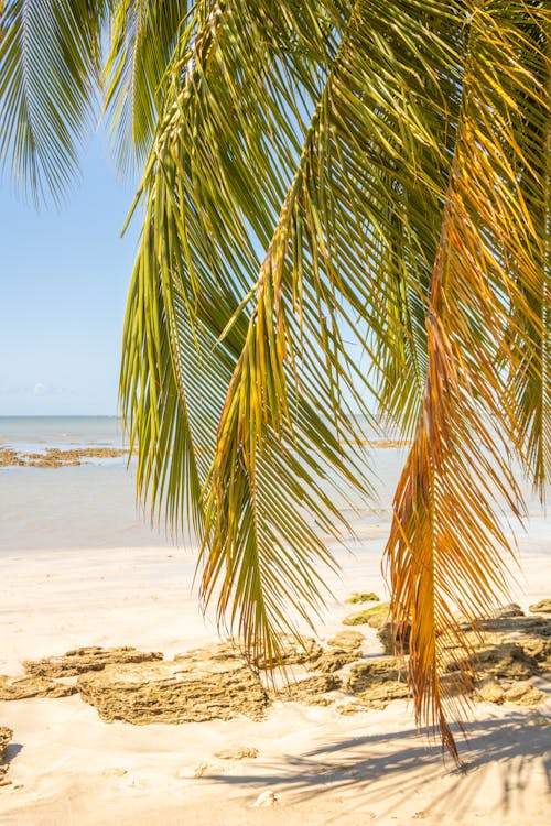 Palm Tree Leaves over Beach